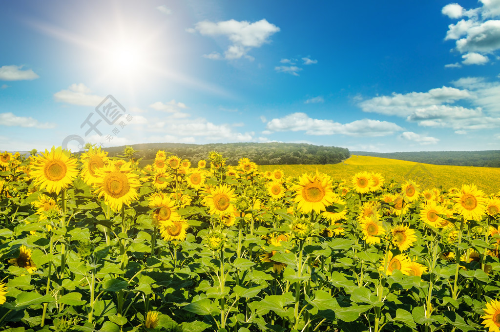 向日葵和太陽昇起的領域明亮美麗的農業景觀