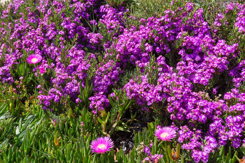 CarpobrotusֲۺɫĴ״д