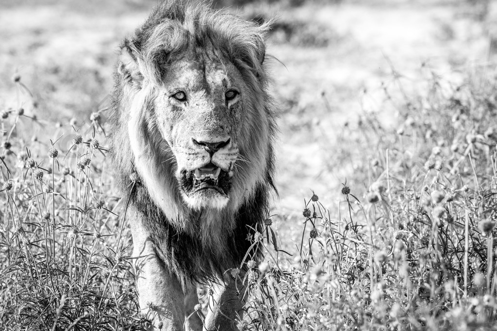 博茨瓦纳乔贝国家公园黑白相间的大雄狮走向相机