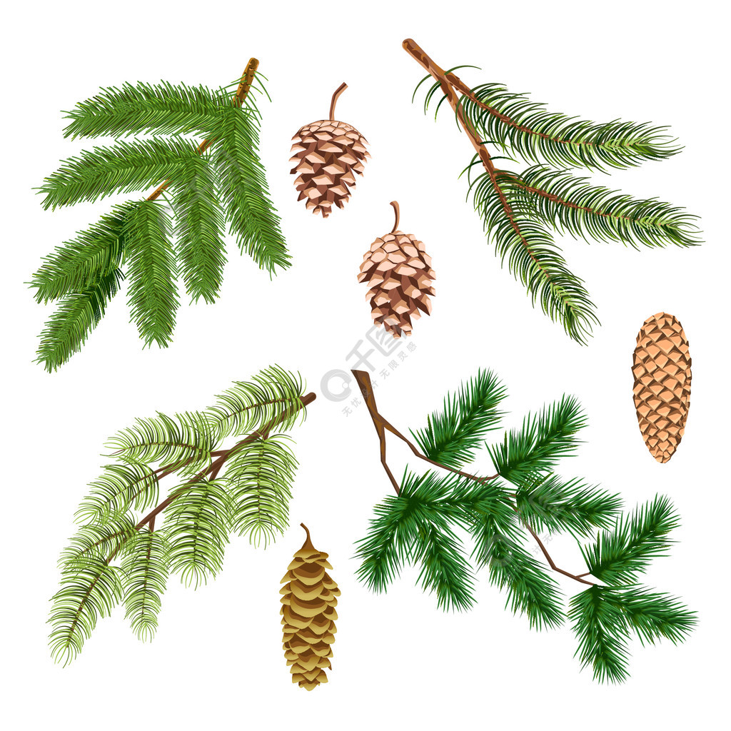 圣诞树松树针叶树树枝和锥体孤立的图标向量圣诞节和新年的象征森林或