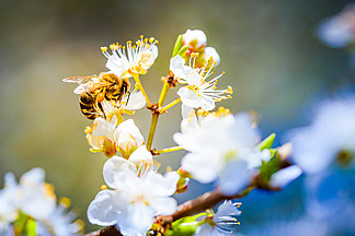 蜜蜂采<i>集</i>花蜜并在白樱桃树的白花上传播花粉的特写照片。对环境生态可持续性很重要。复制空间。蜜蜂采<i>集</i>花蜜并在白樱桃树的白花上传播花粉的特写照片。