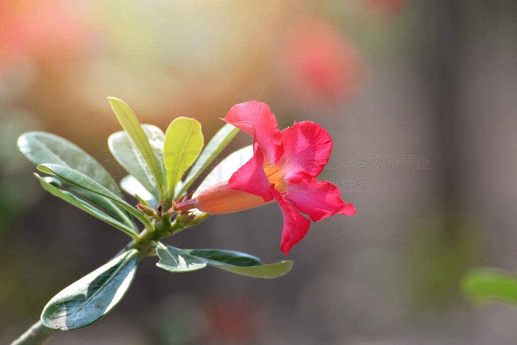 ԰еķۺɫȸŵɳĮõ廨ģž黨ٺϻ/Adenium kamboja