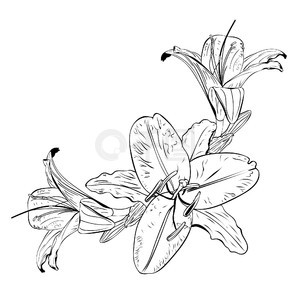 花卉插图，黑白设计的百合花。