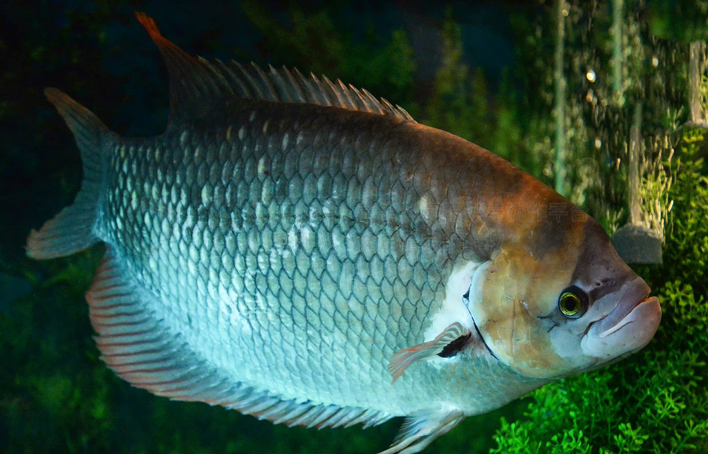 ͺβӾˮˮ / Gourami Osphronemus Goramy