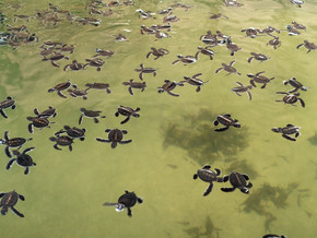 许多新生海龟在野生动物保护中心用海水在大水池中游泳的图像。野生动物保护中心许多新生海龟在海水大池中游泳的照片