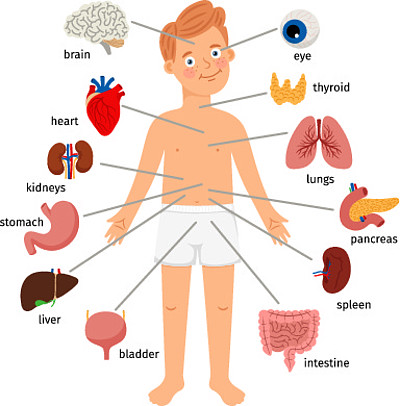 人体的各个器官分布图图片