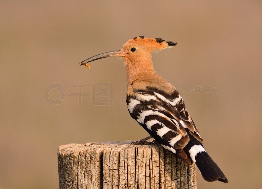 ŷ Hoopoe  Upupa epopsɫϢԭľϣȴɫιС