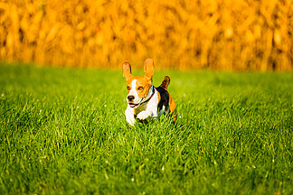 狗，纯种小猎犬，在秋天的阳光下，在晨露中疯狂地跳跃和奔跑。犬快速动作射击，跑向相机。美丽的背光背景。狗，纯种小猎犬在秋天的阳光下像疯<i>了</i>似的在晨露中跳跃和奔跑。犬快速动作射击，跑向相机。