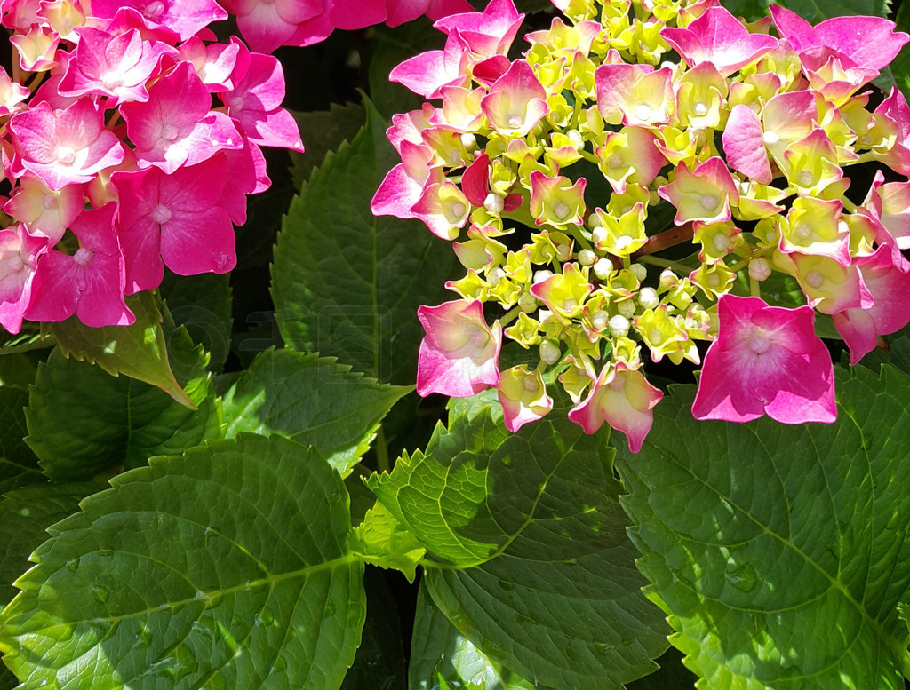 ԰ (Hydrangea macrophylla) дͷ