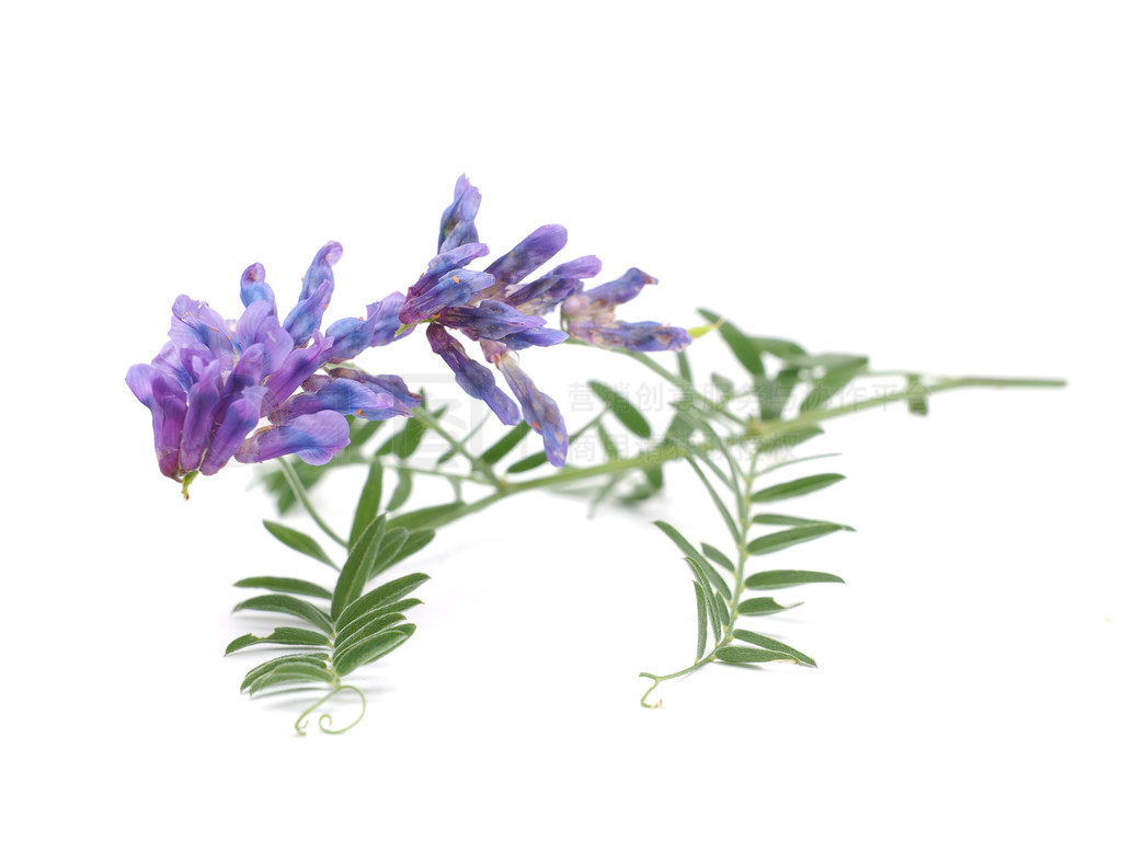 ڰɫ (Vicia Cracca) ϷĴ״Ӣ