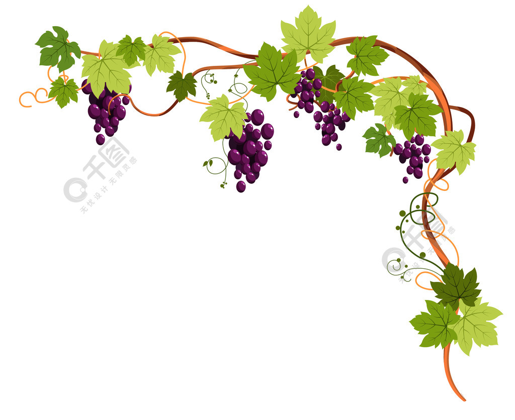 葡萄架有角度美丽的葡萄藤植物有葡萄卷须和叶子紫色闪亮的成熟果实