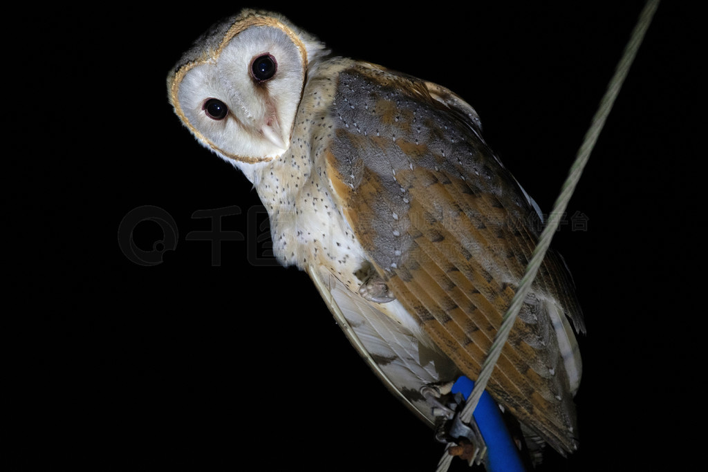 Barn Owl, Tyto alba, Egra, Purba Medinipur, ϼ, ӡ