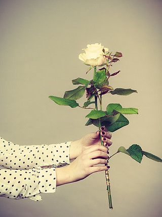 女性手拿着白玫瑰花