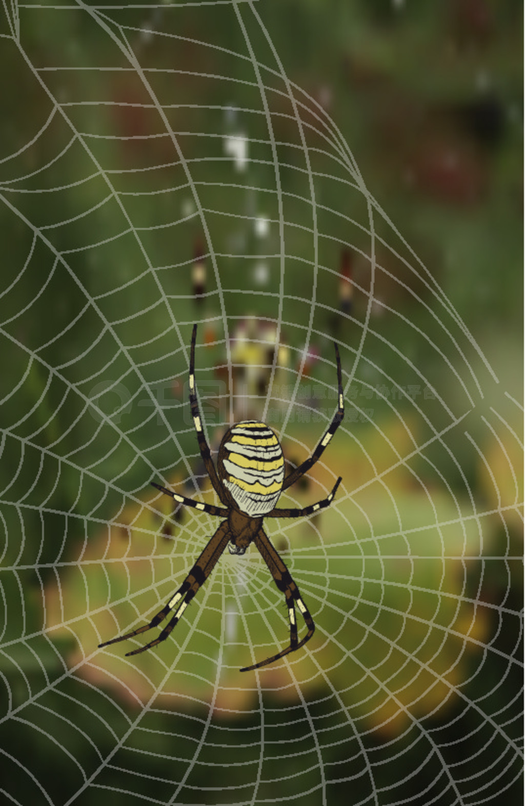 Ƶ Argiope ֩ڷ