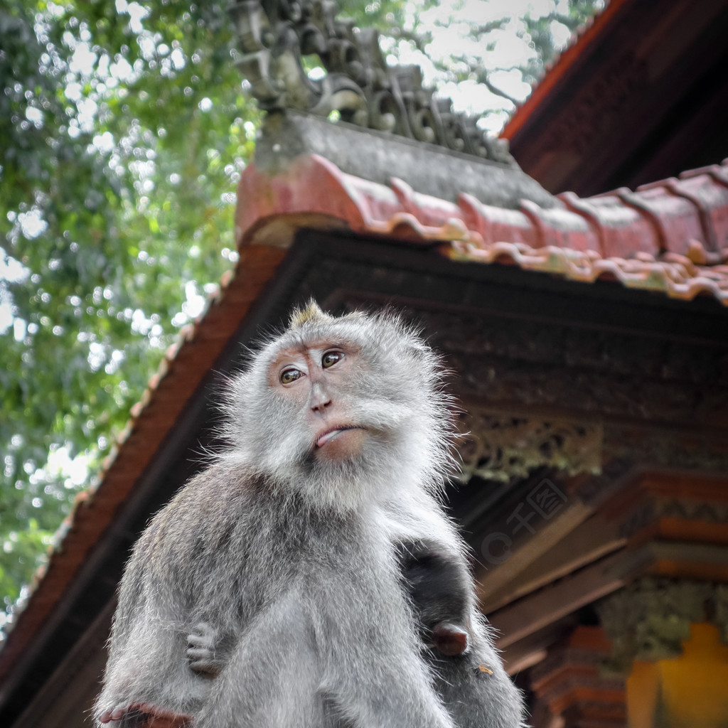 印度尼西亞巴厘島烏布神聖猴林寺廟屋頂上的猴子印度尼西亞巴厘島烏布