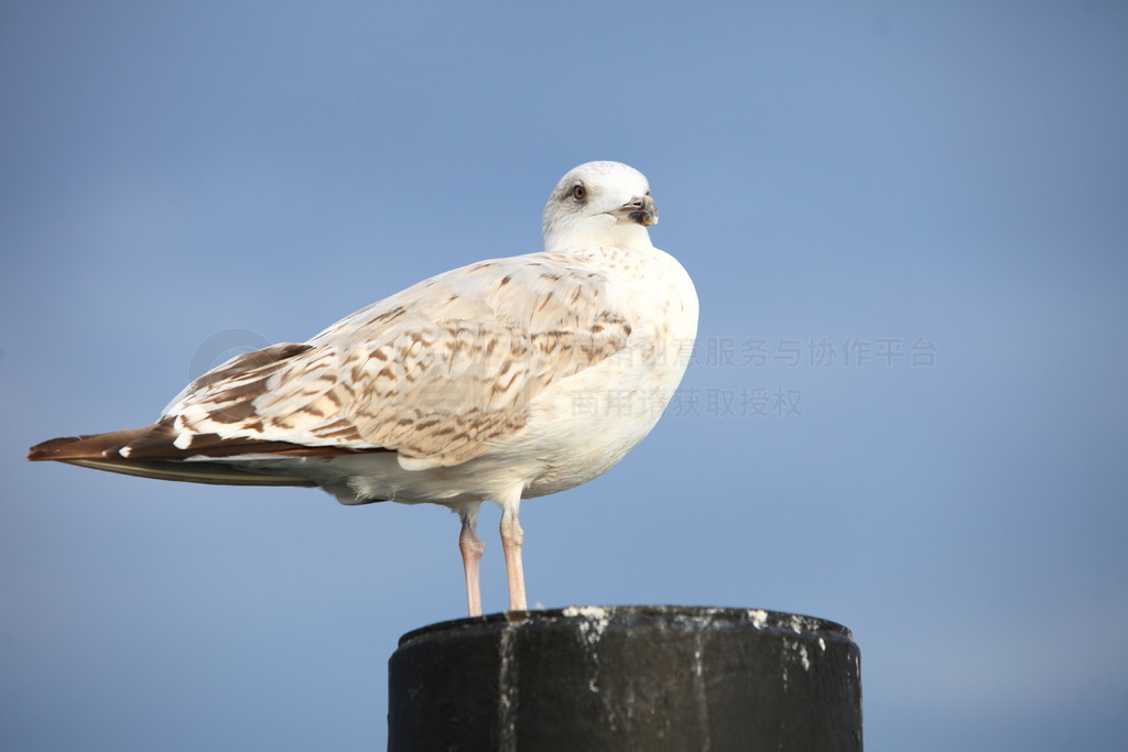 seagul ںɫձĹ