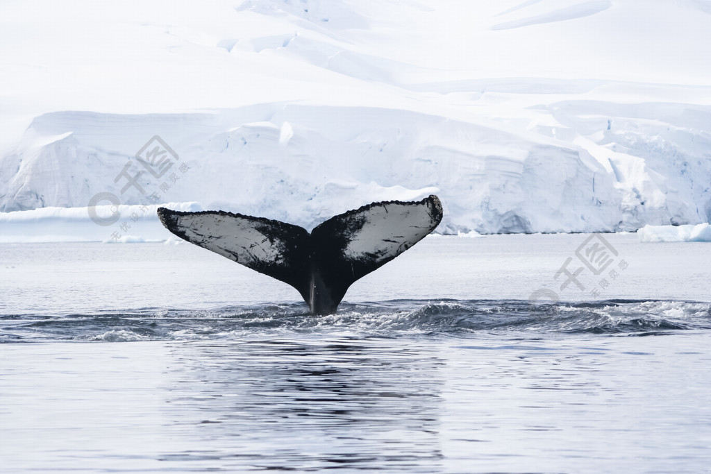 南极海域的鲸鱼自然栖息地中的鲸鱼南极水域中的鲸鱼