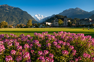 <i><i>2</i></i>013 年 9 月 <i><i>2</i></i><i>5</i> 日，瑞士因特拉肯 — 粉红色的花丛、绿地 Hohematte 公园和瑞士阿尔卑斯山雪峰因特拉肯的少女峰，著名的游客小镇 — 图像焦点在山