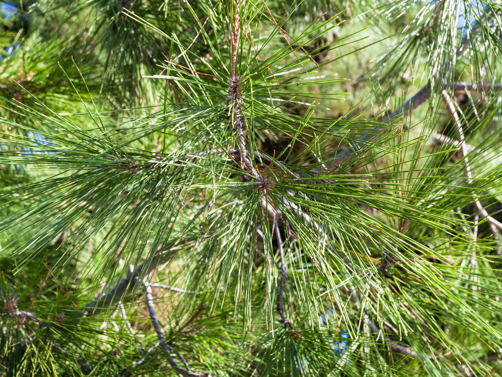 ǰ  ¬ʲкںذ·ϵĿ (Pinus Nigra Pallasiana) Ҷ