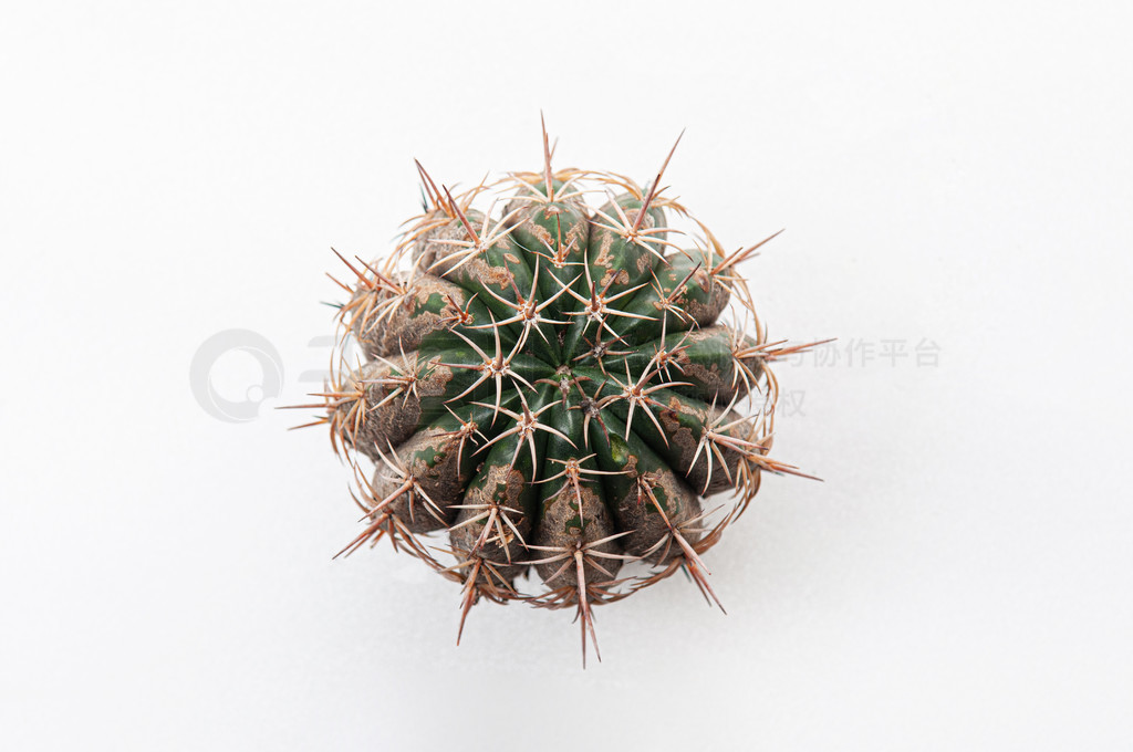 ƲɸãȾ Gymnocalycium ƷڰɫϣƤͼʾ