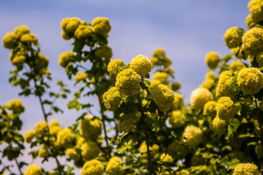 ׻ Viburnum opulus Compactum ľѡԹע䣩