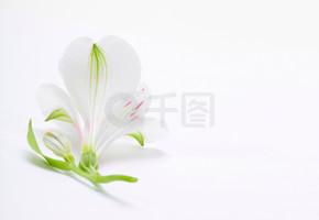 浅色背景上的白百合花
