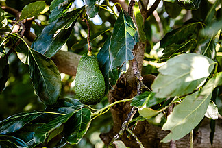 鳄梨，<i>绿</i>金，时尚水果，适合健康脂肪的饮食，挂在树上。