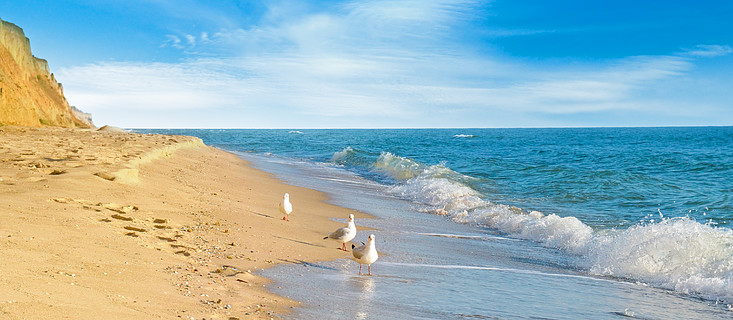 沙滩,海鸥,大海和蓝天美丽的海景宽幅照片