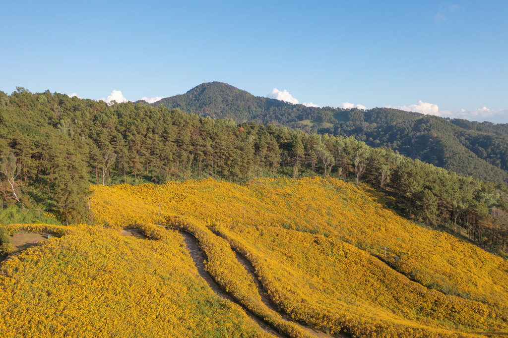 ̩غ˳һ԰԰ɽϵپջƻͼкͶȼеȻۡ Doi Mae U Kho  Thung Bua Tong