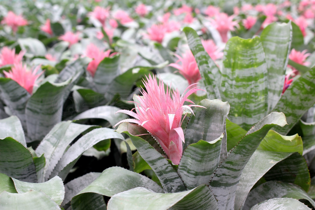 ԰ķۺɫ guzmania magnifica 