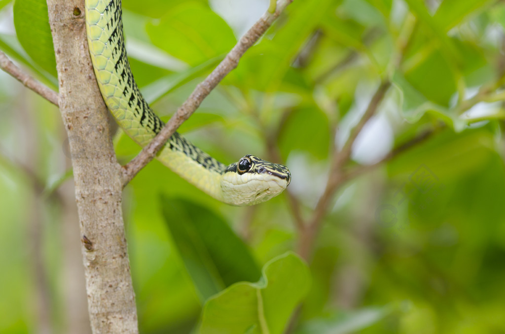泰国热带森林树上绿曼巴蛇的特写