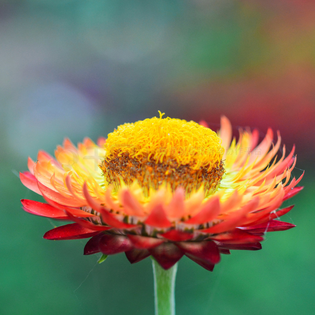 ɫĻ԰ĵݻ / Xerochrysum bracteatum - Helichrysum bracteatum