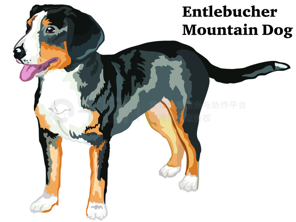 վ Entlebucher ɽȮеФ, ڰɫϸʸɫͼ