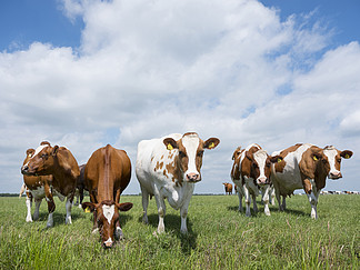 蓝天白云下荷兰绿草如茵的荷兰草甸中的红白奶牛