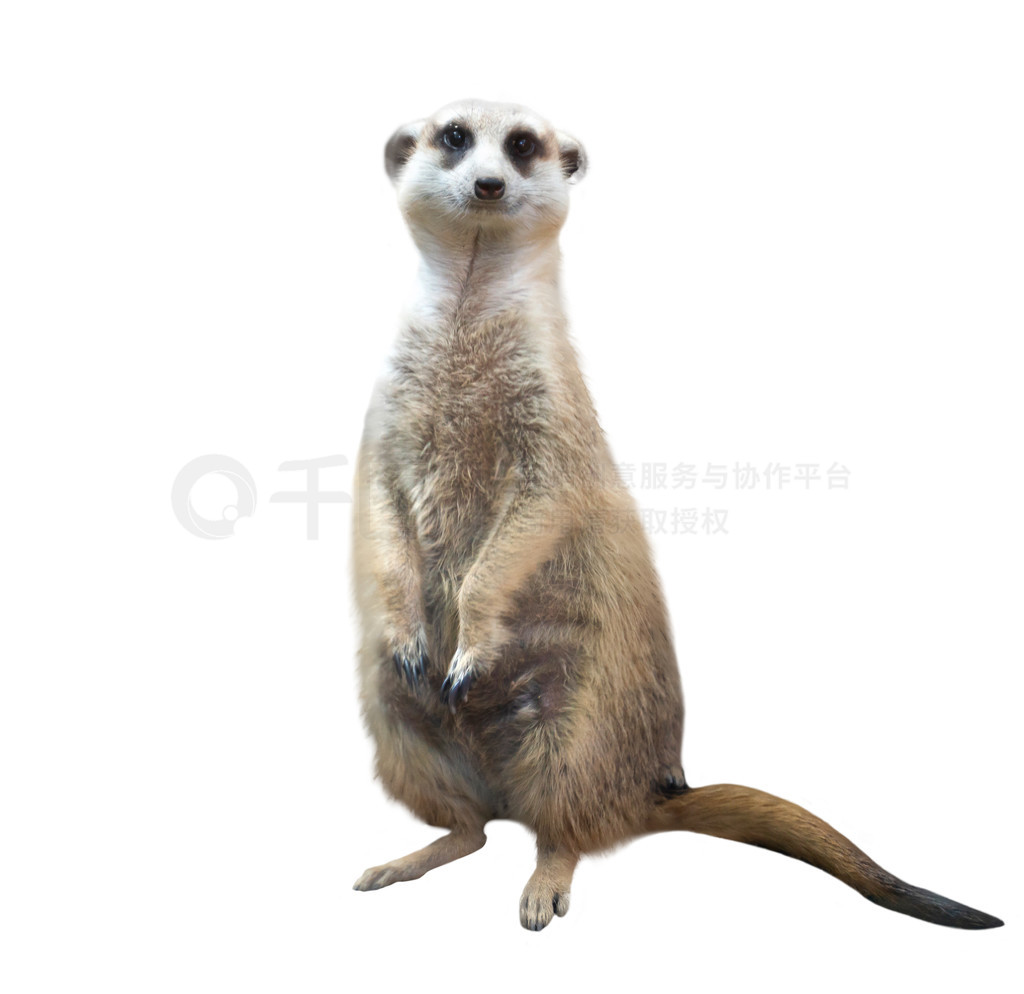 è (Suricata suricatta) ڰɫ