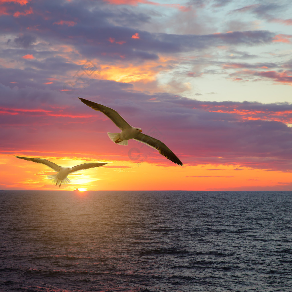 风景秀丽的日落海景与海鸥