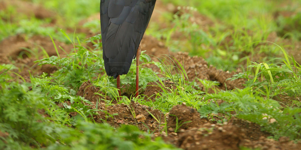 Wooley ٣Ciconia Episcopusǣʩӡ