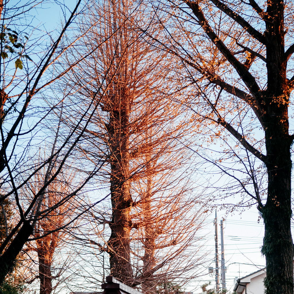 日本千叶县香取市佐原镇八坂神社神社古木 Temizuya 水浴亭风景名胜免费下载_jpg格式_2848像素_编号43738385-千图网