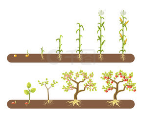 番茄和玉米或玉米植物生长阶段分离花园载体蔬菜茎和树种植和收获叶子