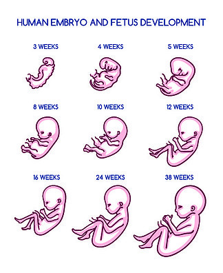 胎儿发育图。胎儿发育矢量图。怀孕产<i>前</i>胚胎生长寿命几周隔离在白色背景