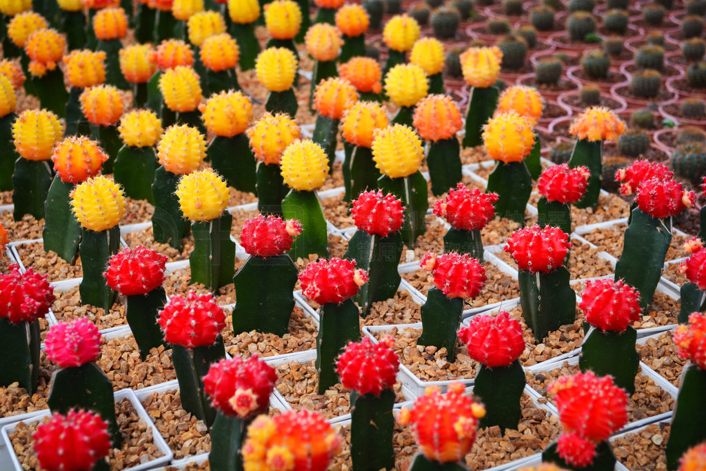 Gymnocalycium /԰ֲĺƻ