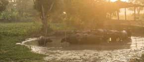 与日落的水牛群