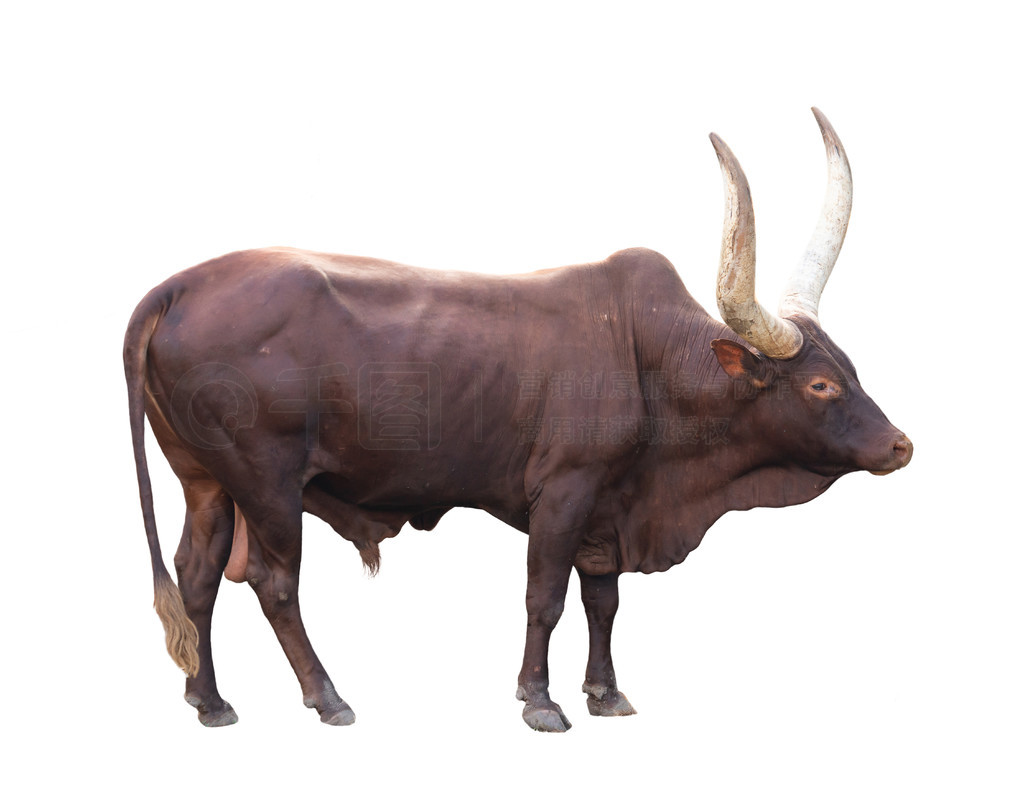 ڰɫϵԽ watusi