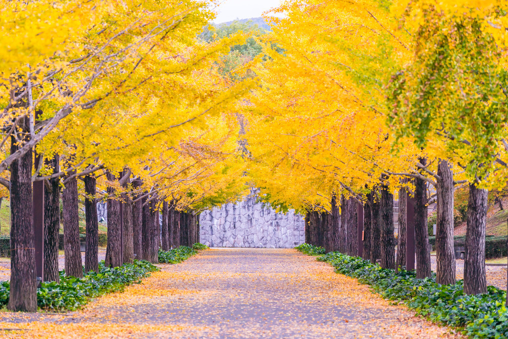 萬代吾妻體育公園福島日本銀杏路