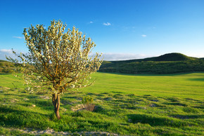 绿色草地上的春天树。自然组成。
