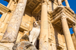 美丽的夏日，土耳其以弗所古城摄氏图书馆遗址上的猫