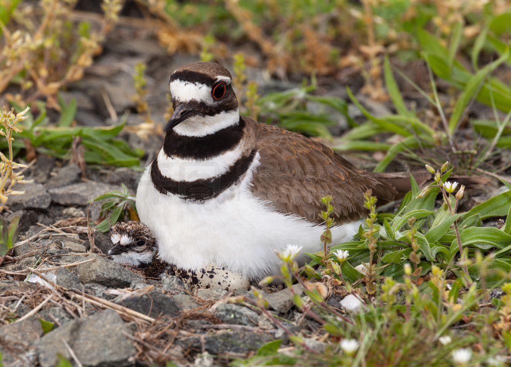 Killdeer ʱдͷϷСͼ