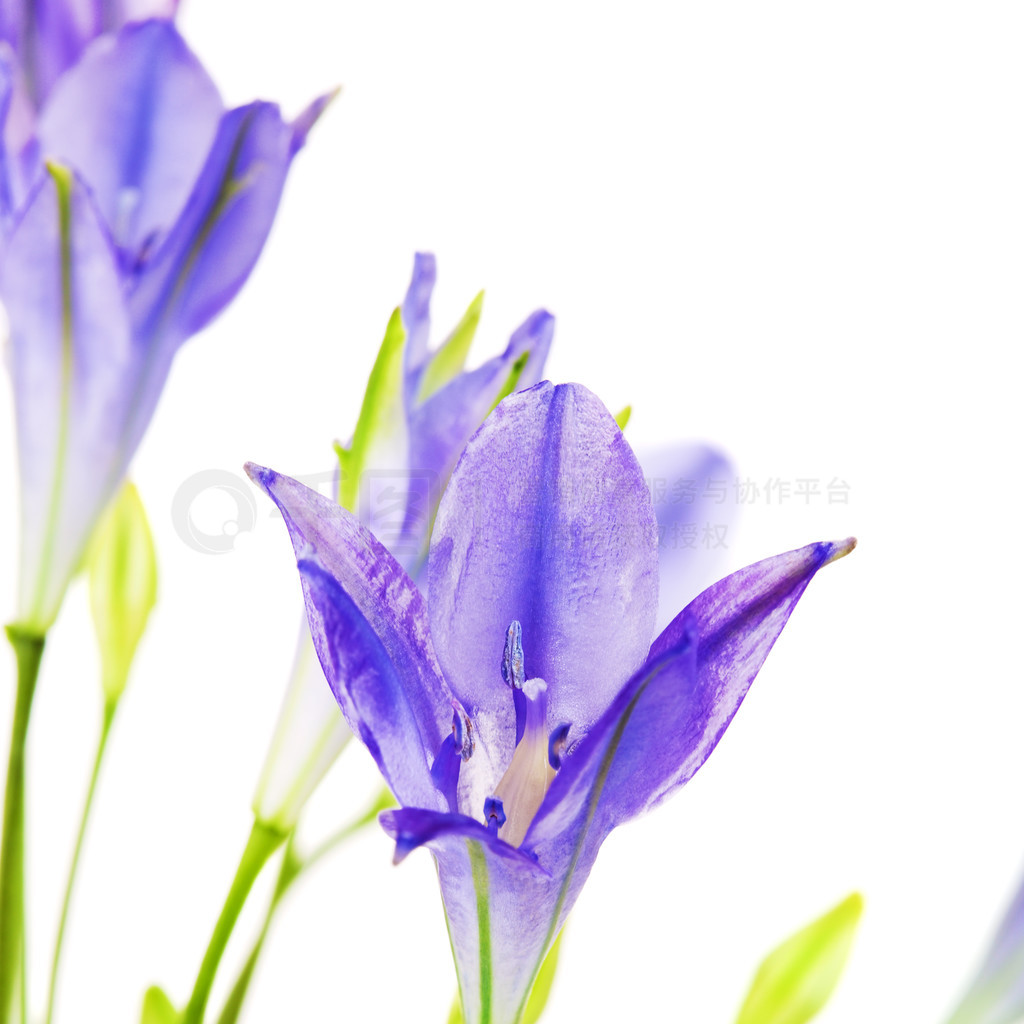 ʵ brodiaea ذٺϣɫϹ