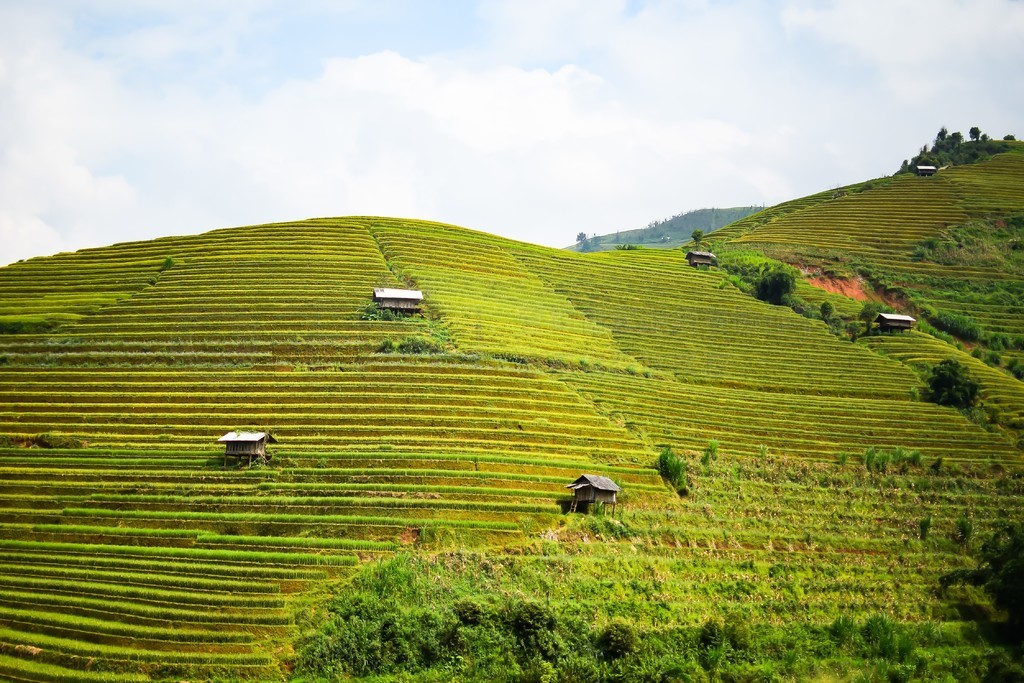 Խ Yen Bai Mu Cang Chai 꼾ϵĵԽĵ׼ֲ