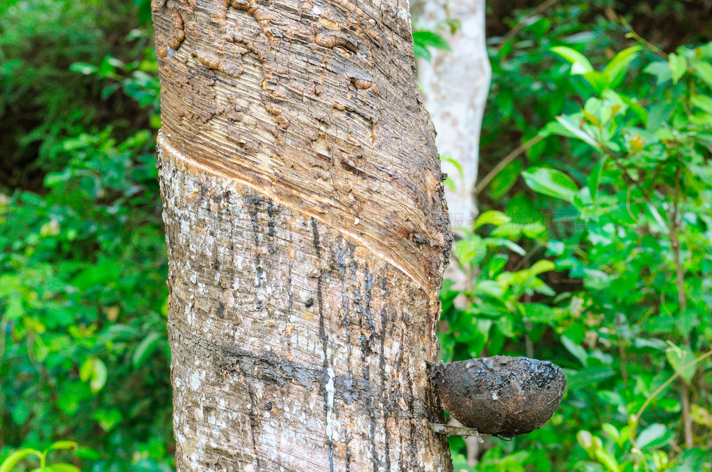  (Hevea Brasiliensis) ȡ״齺ΪȻ𽺵Դ˹ϲĸΤֲ԰